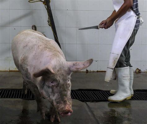 The sacrifice of three female pigs to perverted monsters .